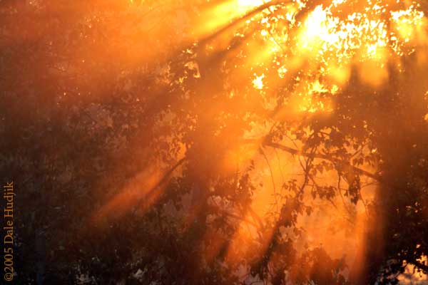 Rays of Sunlight Bursting Through Trees