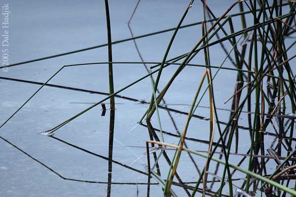 Reflection of Reeds