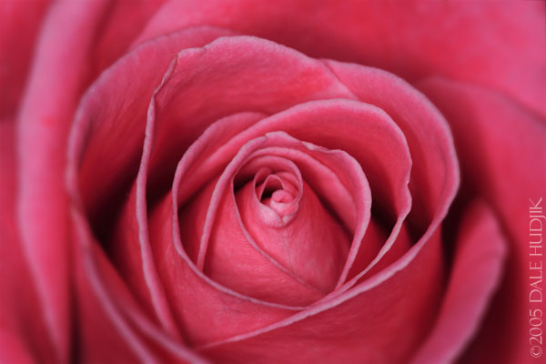 Pink Rose