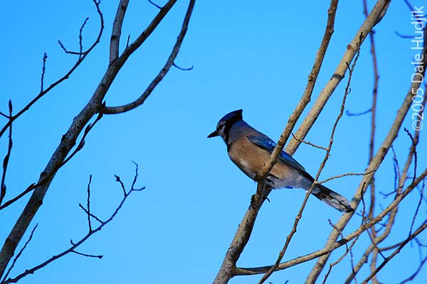 Blue Jay