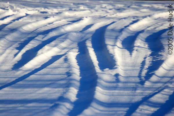 Tracks in the Snow