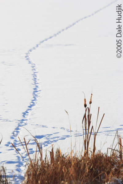 Animal Trail in the Snow