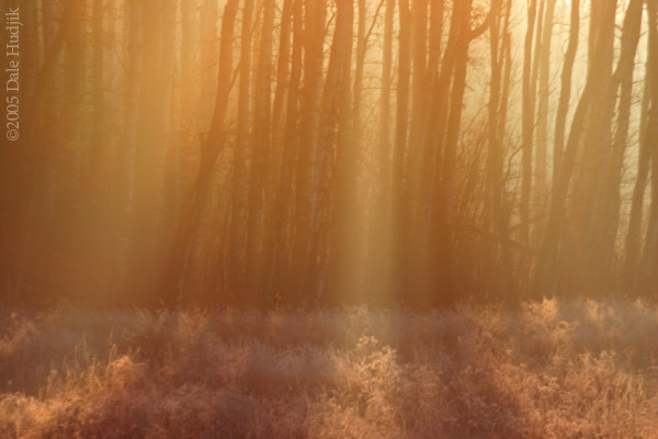 Light Thru Trees