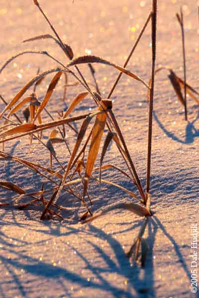 Pink Light on Snow