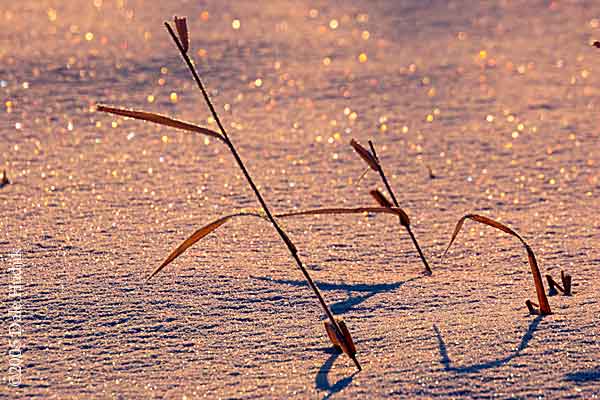 Pink Light on Snow