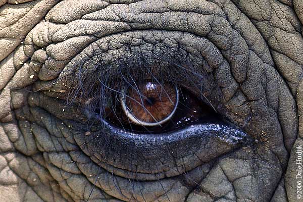 The eye of an elephant