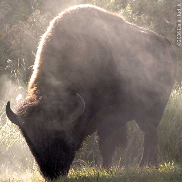 Bison