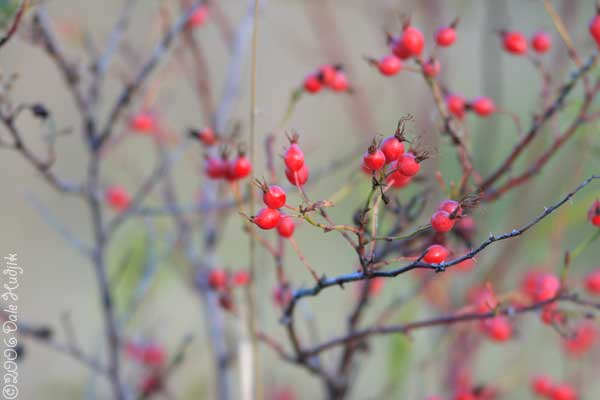 rose hips