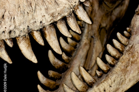 Dinosaur Teeth