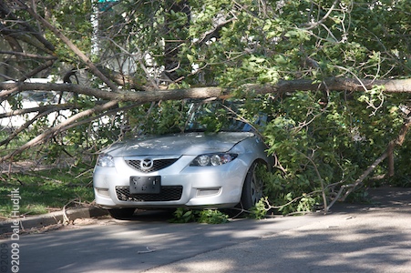 Uprooted Trees