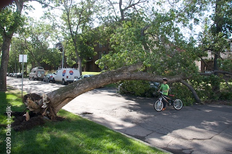 Uprooted Trees