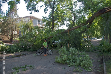 Uprooted Trees