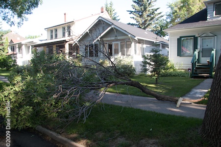 Uprooted Trees