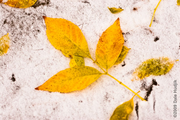 First Snow of the Year