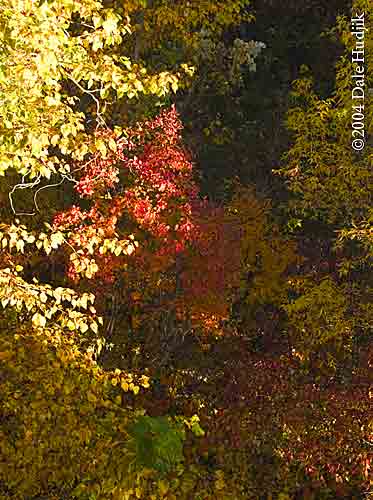 golden leaves