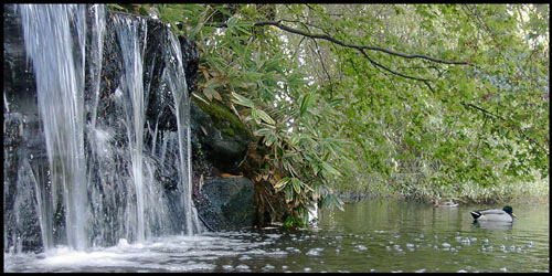 waterfall with duck