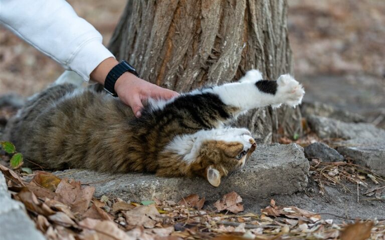 Softness as Strength: Learning to Be Gentle in a Hard World